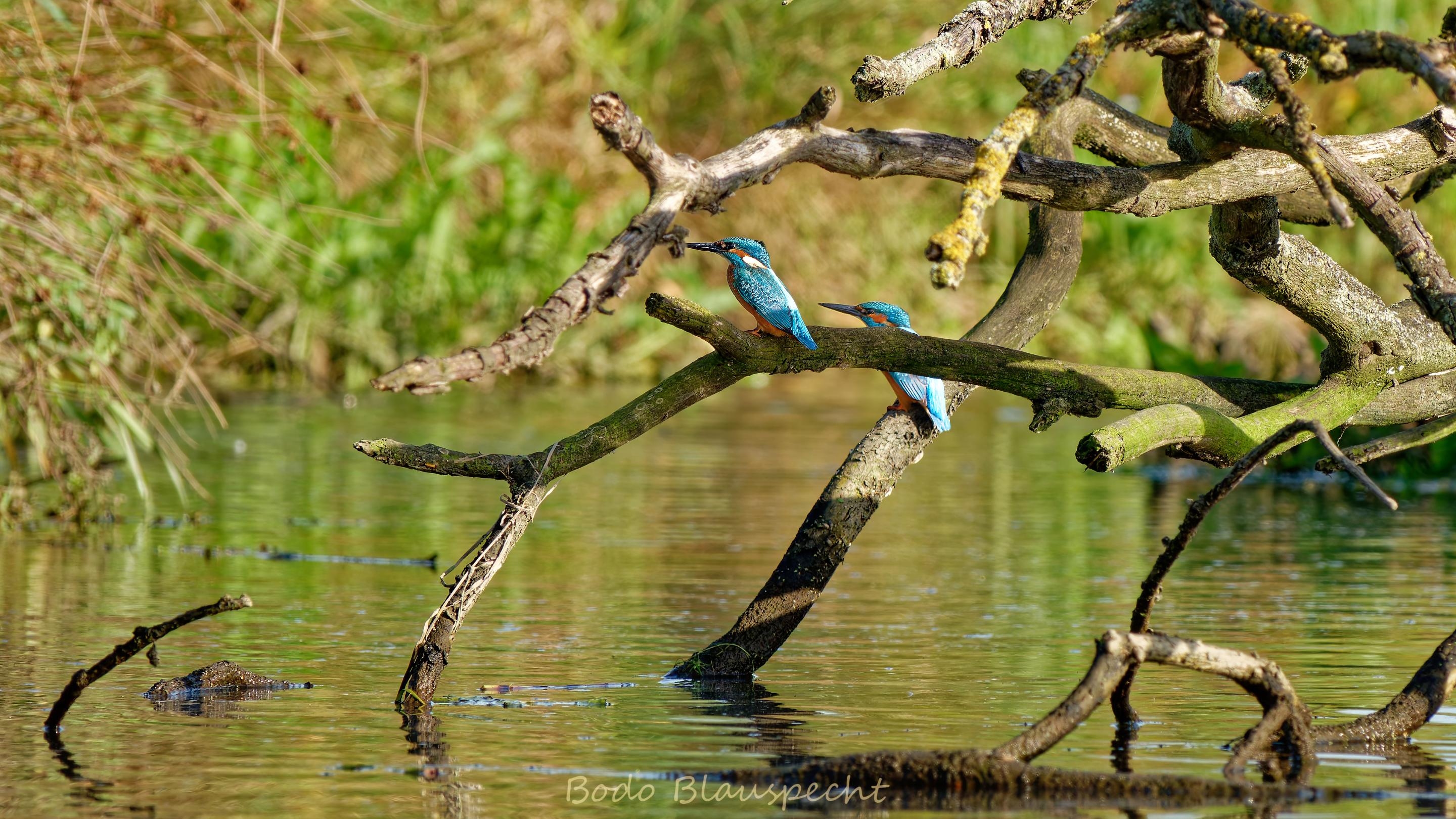 Eisvogel   Steveraue   2019.10.13 15.55 15 HQ